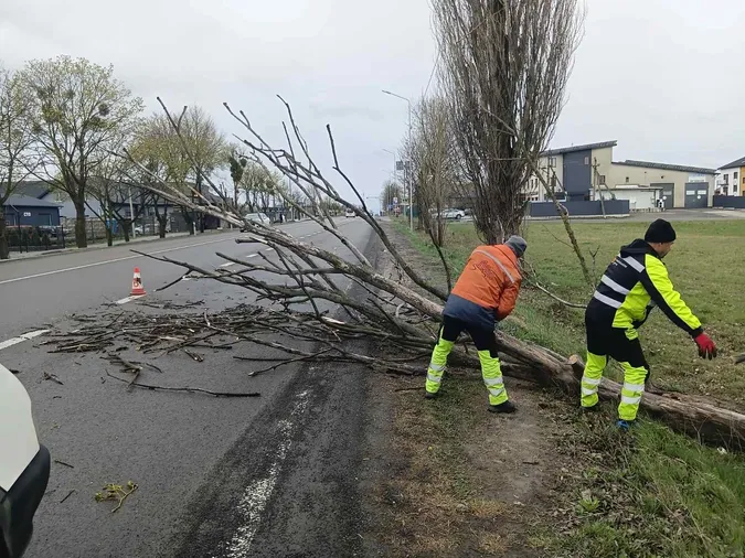 Негода повалила дерева на дороги Волині: водіїв просять бути уважними