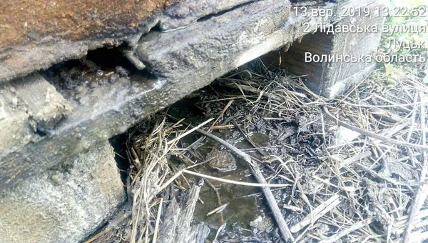 Голови та кістки мертвятини: муніципали знайшли джерело смороду в Луцьку (фото)