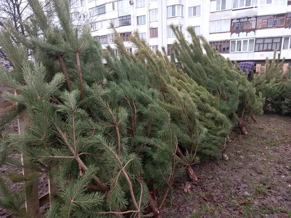 Від 80 до 800 гривень: які живі ялинки вже можна купити в Луцьку (фото, відео)