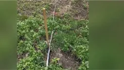 У селищі на Волині вандали знищили 26 молодих дерев