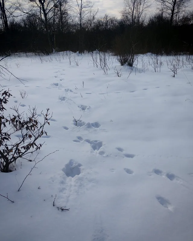 Сліди лося та лисиці