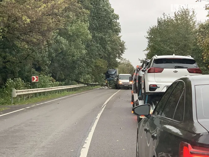 На трасі під Луцьком дерево впало на автівку (фото)