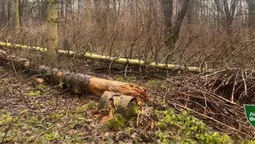 Маніпуляції не спрацювали: у мережі спростували фейк про волинських лісівників (фото)