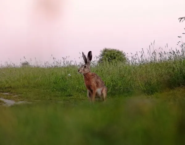 Таємне життя у лісах Полісся: дрони зняли унікальні кадри (фото)