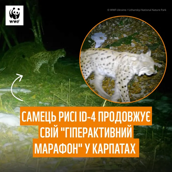 Ходить між двома країнами: у Карпатах зафіксували унікальну «гіперактивну» рись (фото)