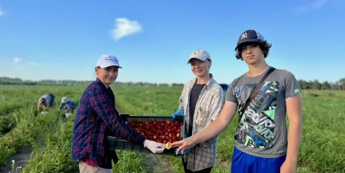 Аліна Парфенюк (в центрі) та Наталія Хомич під час збору полуниці