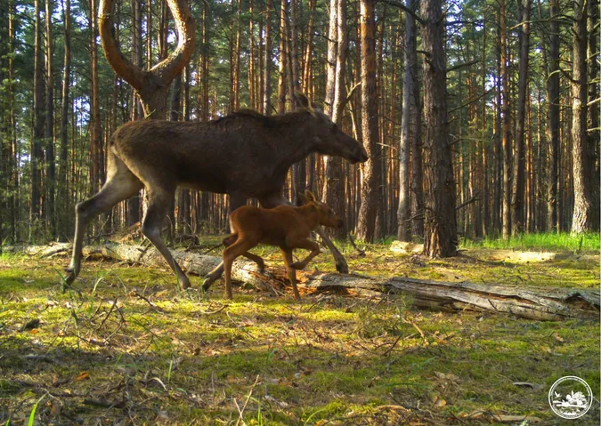 🦌 Милішої картини ви не бачили: на Поліссі помітили маму-лосиху, яка вчила дитятко долати перепони