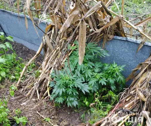 У Ковелі поліцейські упіймали наркоторговців (фото)