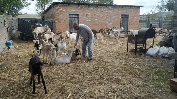 Фермер із Донеччини не може вигодувати кіз, яких перевіз на Волинь (фото, відео)