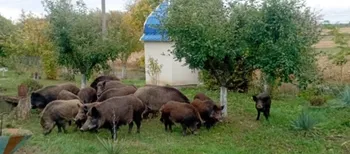 На подвір’ї волинянки серед білого дня господарювали дикі кабани із поросятами (фото)