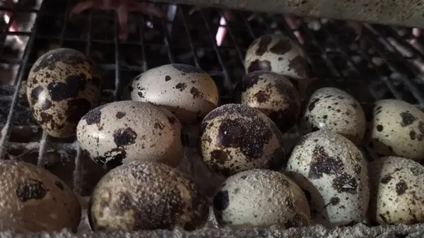 Частину продукції передає госпіталю у Луцьку: волинянка створила перепелину ферму (фото)