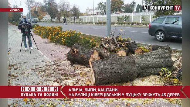 У Луцьку зріжуть пів сотні дерев, які заважають ремонту (відео)