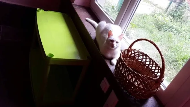 У Луцьку з'явиться «котячий» готель