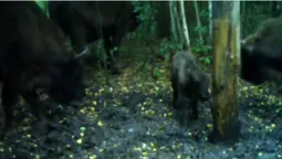 У нацпарку на Волині фотопастки «вполювали» маленьких зубрів (відео)