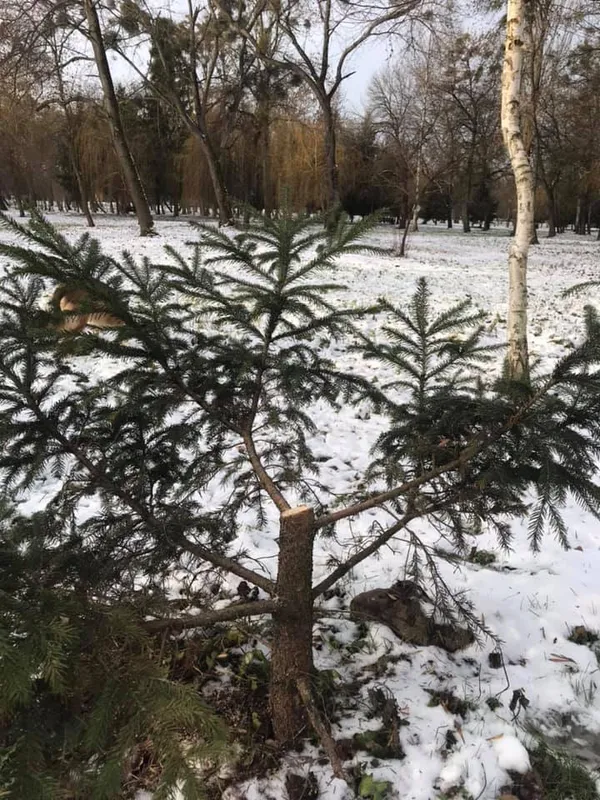 У луцькому парку зрубали ялинки (фото)