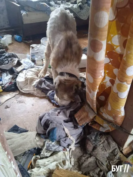 Прив'язав до плити та морив голодом: на Волині чоловік знущався з собак (фото, відео)