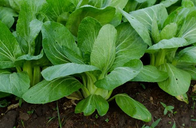 Їжа, яка знижує холестерин: 32 найкращі продукти