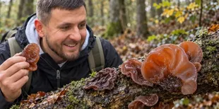 Гриб Іуди: де він росте та чому його порівнюють зі свинячими вушками