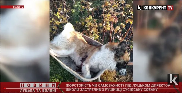 Під Луцьком директор школи застрелив сусідського пса (відео)