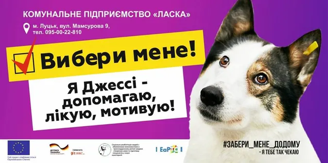 Вибори у КП «Ласка»: представили найпухнастіших і наймиліших кандидатів (фото)