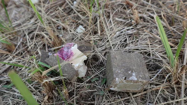 На Волині за 10 днів розкидали майже 400 приманок з вакциною від сказу (фото)
