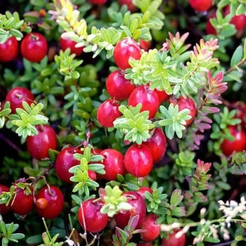 Журавлина болотна (Vaccinium oxycoccos)