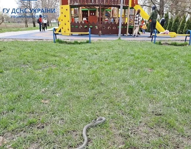 Холоднокровна знахідка на дитмайданчику налякала мешканців Володимира (фото)