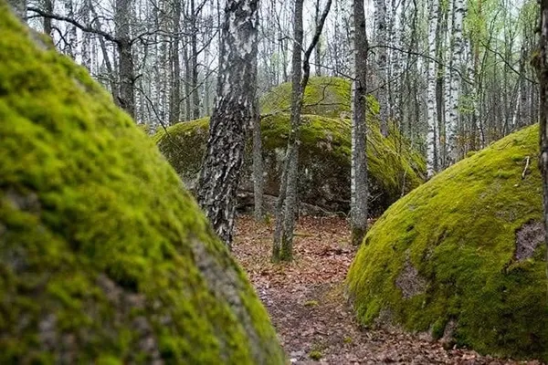 Люди стали валунами: у лісах Полісся ховається містичне місце, де є камінь зі слідом Божої стопи (фото)
