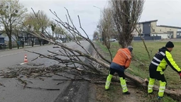 Негода повалила дерева на дороги Волині: водіїв просять бути уважними