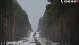 На Волині у лісі здійняли ґвалт через сосни: що там коїться (відео)