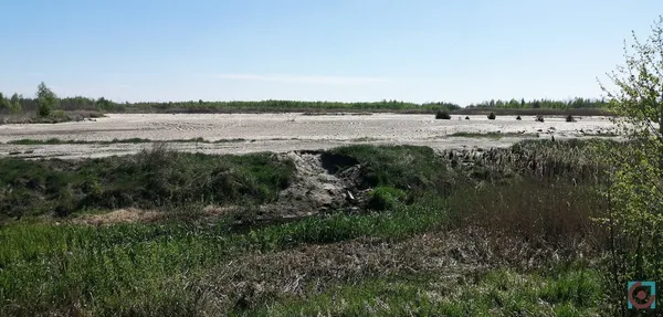 Бурштиновий промисел на карантині: що відбувається на поліських клондайках (фото, відео)