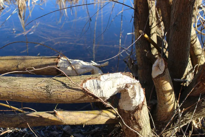 У нацпарку на Волині помітили ще одну величезну боброву хатку (фото)