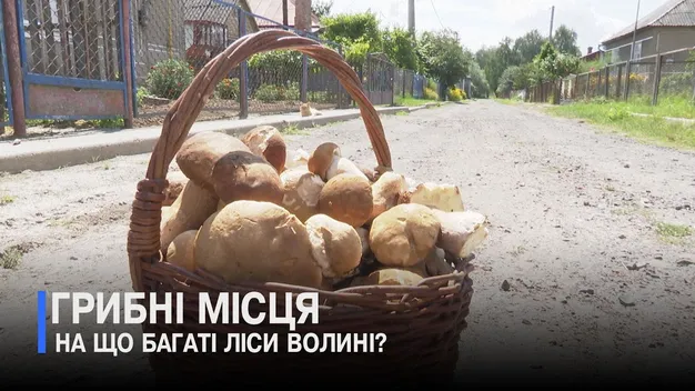 На Волині – аномальна кількість грибів у лісах: що там коїться (відео)