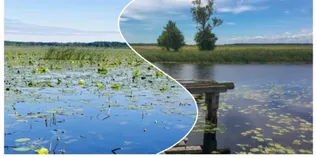 «Ні риби, ні води»: легендарне «щуче» озеро на Волині вкрилося водоростями (відео, фото)