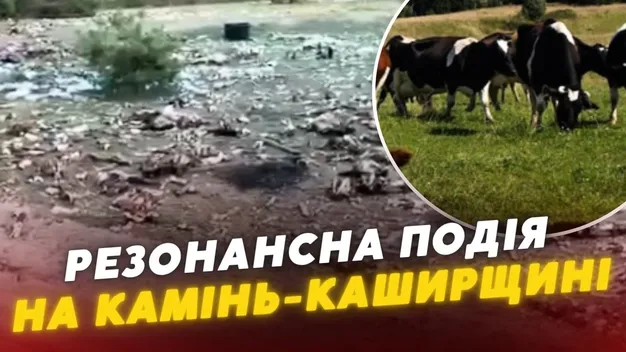 Посеред лісу на Волині – рештки трупів худоби: люди зчинили ґвалт (відео)