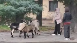 Стадо кіз помітили на проспекті Грушевського у Луцьку (відео)