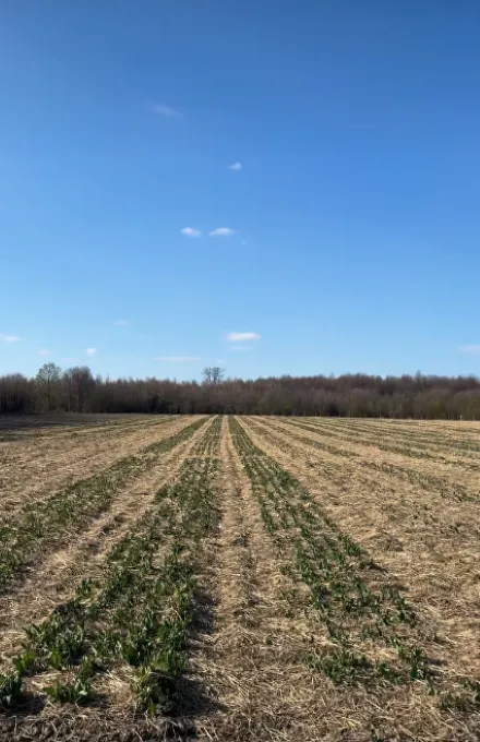 Скоро відкриття: як ростуть тюльпани у «Волинській Голландії» (фото)
