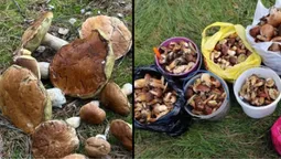 Кілограмові гіганти: якими грибами тішать маневицькі ліси (фото)