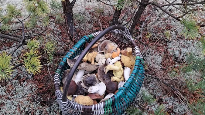 Ліс ще не спить: на Волині зиму зустріли з повними кошиками грибів (фото)