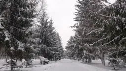 Сніжно і безлюдно: зима у Центральному парку Луцька (фото)