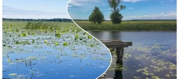 «Ні риби, ні води»: легендарне «щуче» озеро на Волині вкрилося водоростями (відео, фото)