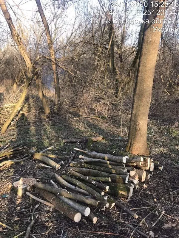 У Луцьку без дозволу зрізали 30 дерев на вулиці Глушець (фото)
