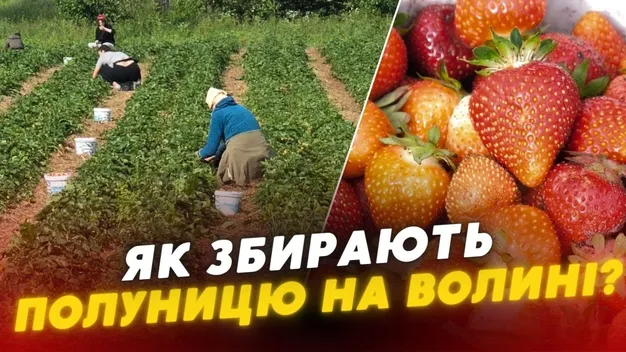 Скільки можна заробити на полуниці в Хорохорині на Волині та як її збирають (відео)
