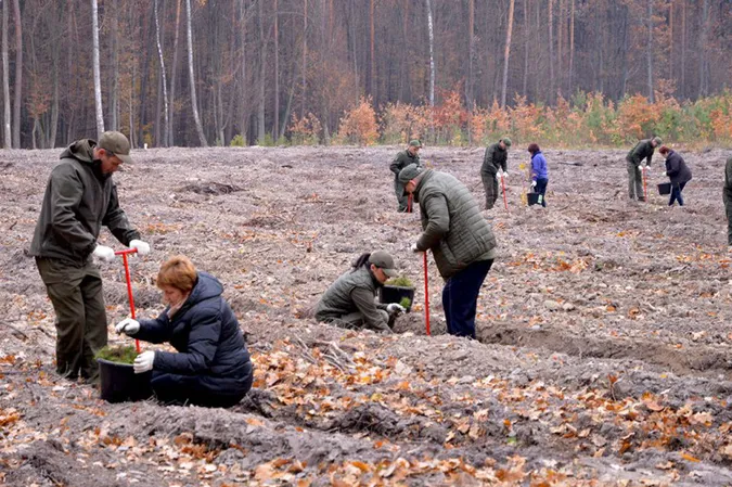 На Волині висадили тисячі дубів та сосен (фото)