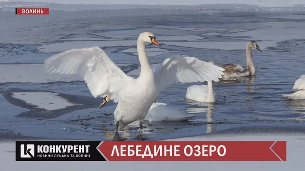 На водоймі поблизу Луцька оселилися три десятки лебедів (відео, фото)