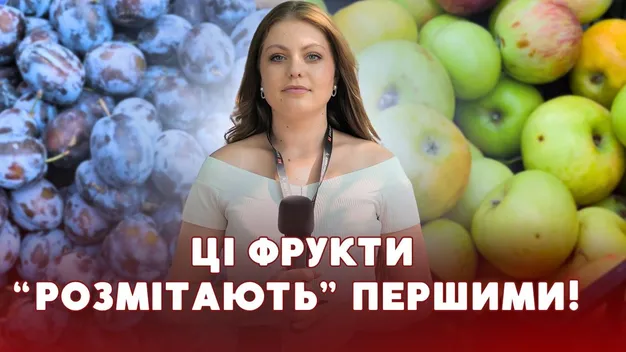 Сезон садовини у розпалі: які ціни на яблука, груші та сливи на луцьких ринках (відео)