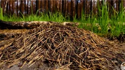 На Поліссі після масштабних лісових пожеж на згарищах з'явилося несподіване життя (фото)