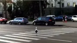 В центрі Луцька по «зебрі» топав лелека (відео)