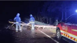 На Волині під ранок вітер звалив на дорогу дерево (фото)