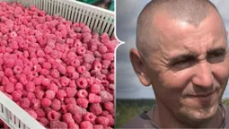 Як родина з Волині п'ятий рік вирощує малину замість картоплі (відео)
